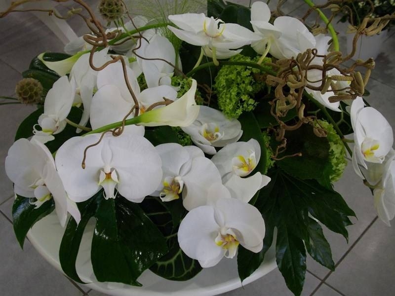 orchidée blanche et épurée Lyon Mont d'Or