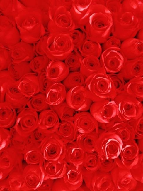 roses rouges saint valentin Marie petale