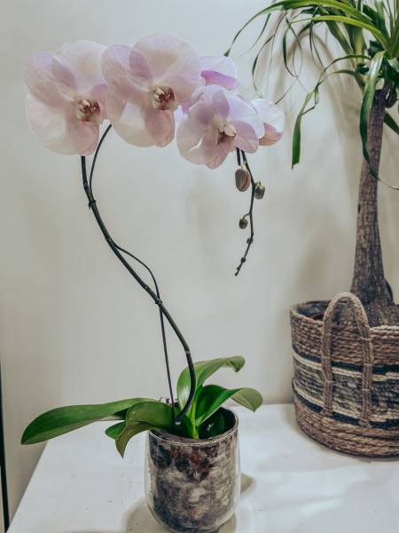 orchidées francaises rose pale