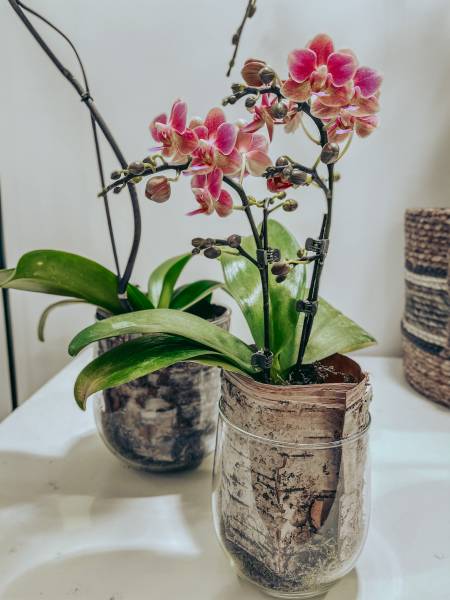 petite orchidée francaise