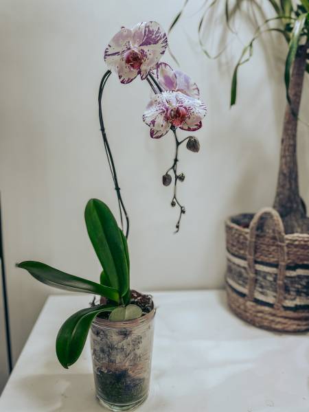 orchidée francaise