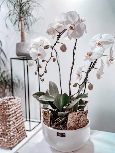 coupe orchidées francaises