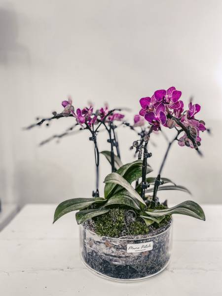 orchidée fleurie mauve francaise