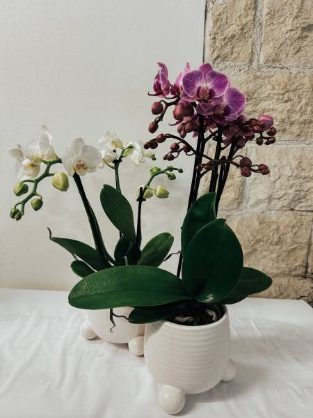 mini orchidées 