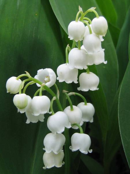 muguet livraisons limonest