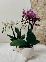 Notre zone d'activité pour ce service Fleuriste pour belle composition florale avec fleurs séchées