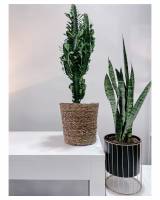 Notre zone d'activité pour ce service Meilleur fleuriste à Saint-Cyr-au-Mont-d'Or ouvert le dimanche pour faire livrer des fleurs rapidement